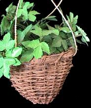 Gultang hanging Basket