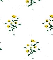 GREEN, YELLOW & WHITE