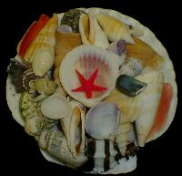 sa24 Japanese Pecten Shell Pack