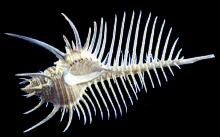 ss100 Murex Pecten (Venus Comb)
