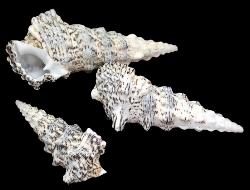 ss117 Cerithium Nodulson
