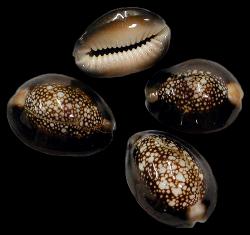 ss127 Snakehead Cowries