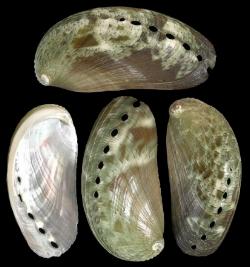 ss134 Donkey Ear Abalone