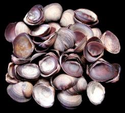 ss146 Purple Cay Cay Shells
