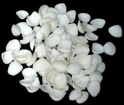 ss147 White Cay Cay Shells