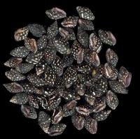 ss151 Black Columbella