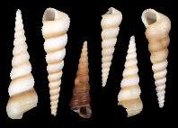 ss167 Terebra Turetilla