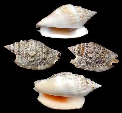 ss168 Strombus Aurisdiani