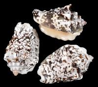 ss172 Strombus Lentiginosus