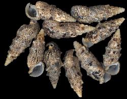 ss174 Ceritium Aluco