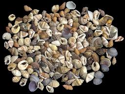 ss218 Assorted Sea Shell Mixture