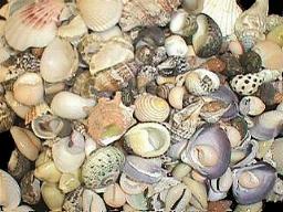 ss218a Assorted Sea Shell Mixture