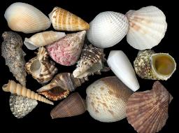 ss218b Assorted Sea Shell Mixture