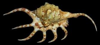 ss266 Lambis Crocota Shell