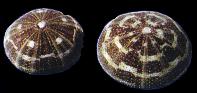 ss283 Denuded Sea Urchin (Alfonso)