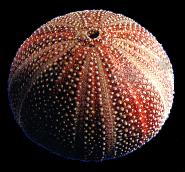 ss400 English Channel Sea Urchin