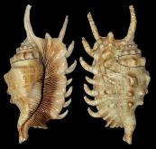 ss708 Lambis Millepeda Shell