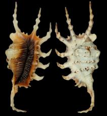 ss709 Lambis Scorpio Shell