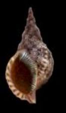 ss800a Pacific Tritons Trumpet Shell