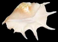 ss845 Lambis Truncata Shell (Spider Conch)