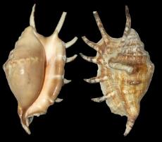 ss847 Lambis Lambis Shell