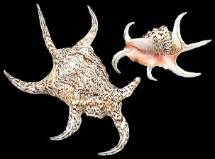 ss870 Lambis Chiragra Spider Shell