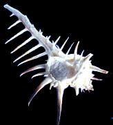 ss876 Murex Trochelli